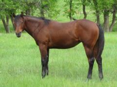 Pictured as a Yearling Summer 2013